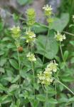 : - Sideritis hyssopifolia subsp. hyssopifolia