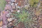 : - Telephium imperati