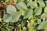 Bergulme - Ulmus glabra