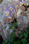 : - Aquilegia ottonis subsp. amaliae