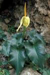 Kretischer Aronstab - Arum creticum