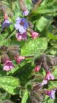 Geflecktes Lungenkraut - Pulmonaria officinalis