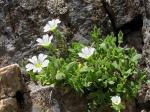 : - Cerastium theophrasti