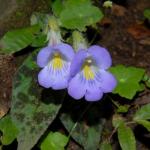 : - Chirita pumila