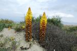 Gelbe Cistanche - Cistanche phelypaea