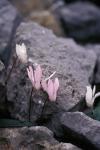: - Cyclamen creticum