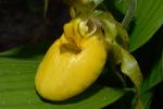 Amerikanischer Frauenschuh-Cypripedium parviflorum var. pubescens