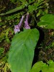 : - Didymocarpus stenanthos