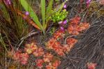 : - Drosera cuneifolia