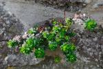 : - Euphorbia portlandica