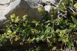 : - Galium incurvum