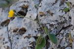 Schmidts Habichtskraut - Hieracium schmidtii