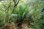 : - Macrozamia douglasii