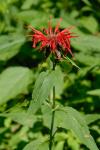 Goldmelisse - Monarda didyma