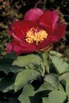 Korallen-Pfingstrose - Paeonia mascula