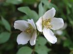 Kleinblättriger Pfeifenstrauch - Philadelphus microphyllus