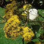: - Sinclairia polyantha