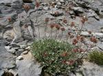 : - Potentilla deorum