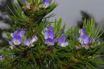 : - Psoralea pinnata