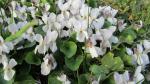Hornveilchen - Viola cornuta