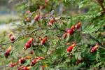 : - Rosa omeiensis