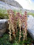 : - Saxifraga sempervivum