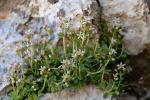 : - Sedum magellense