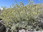 Syrisches Gliedkraut - Sideritis syriaca