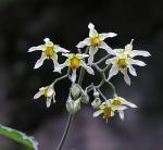 Amerikanischer Schwarzer Nachtschatten - Solanum americanum