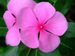 Madagaskar-Immergrün - Catharanthus roseus