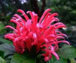 Brasilianische Justizie - Justicia carnea