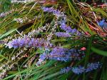 Japanischer Schlangenbart-Ophiopogon japonicus