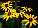 Gewöhnlicher Sonnenhut - Rudbeckia fulgida