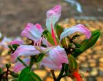 : - Bauhinia purpurea