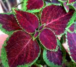 : - Coleus scutellarioides