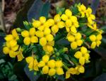 Flammendes Käthchen - Kalanchoe blossfeldiana