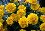 Gemeine Sammtblume - Tagetes patula
