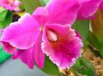 : - Cattleya hybrida