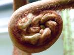 : - Angiopteris evecta