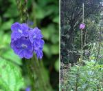 Blaues Schlangenkraut - Stachytarpheta jamaicensis