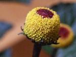 Parakresse - Spilanthes acmella