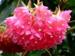 Hortensienbaum - Dombeya wallichii