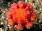 : - Gymnocalycium mihanovichii