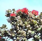 Wasserapfel - Syzygium malaccense
