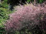 Ume - Prunus mume