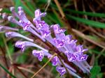 : - Scutellaria indica