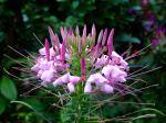 : - Cleome hassleriana