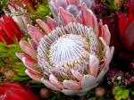 Echter Zuckerbusch - Protea repens