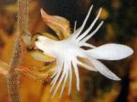 : - Anoectochilus setaceus