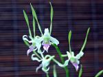 : - Dendrobium antennatum